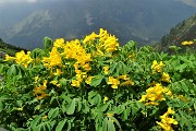 79 Diffuse fioriture  giallo-verdi